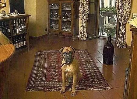 Martelletti Cocconato